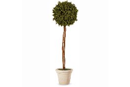 Стабилизированное дерево "Питоспорум", d 40 см,  Н=1,6 м