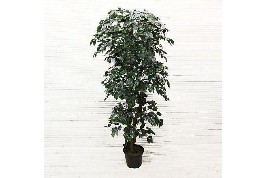 Искусственное дерево "Фикус", Н=180 см; лист латекс