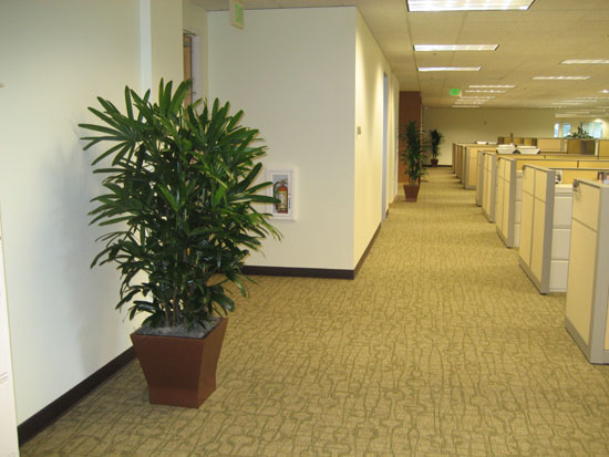 Стабилизированные деревья в офисе