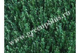 Искусственная зелень "Туя", зеленая, 50x50 см