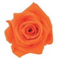 бутон розы оранжевый